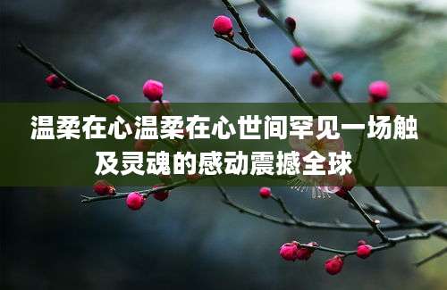 温柔在心温柔在心世间罕见一场触及灵魂的感动震撼全球